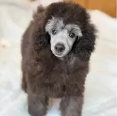 トイプードル(トイ)