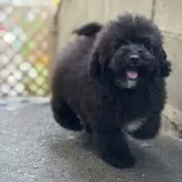 トイプードル(トイ)