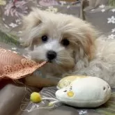 マルプー(マルチーズ×トイプードル)【大分県・女の子・2025年5月19日・カフェラテ】の写真1