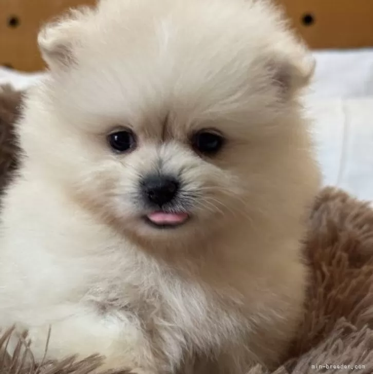 ヨーヨーワン　インディーズソフビ　ワンフェス　犬　ソフビ　ポメ　ポメラニアン 61UjlQ7wqjL._UF350,350_QL80_.jpg