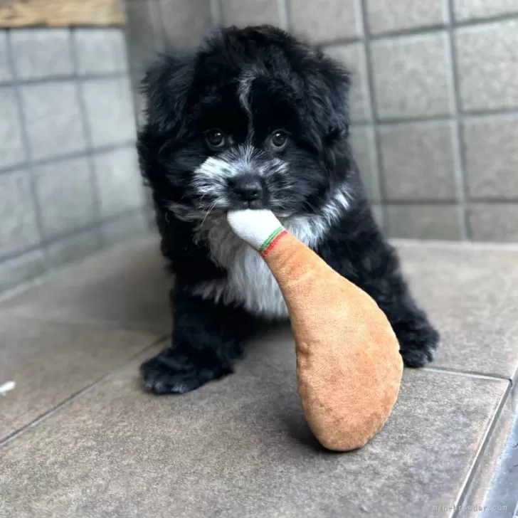 ID:2312-05860の子犬