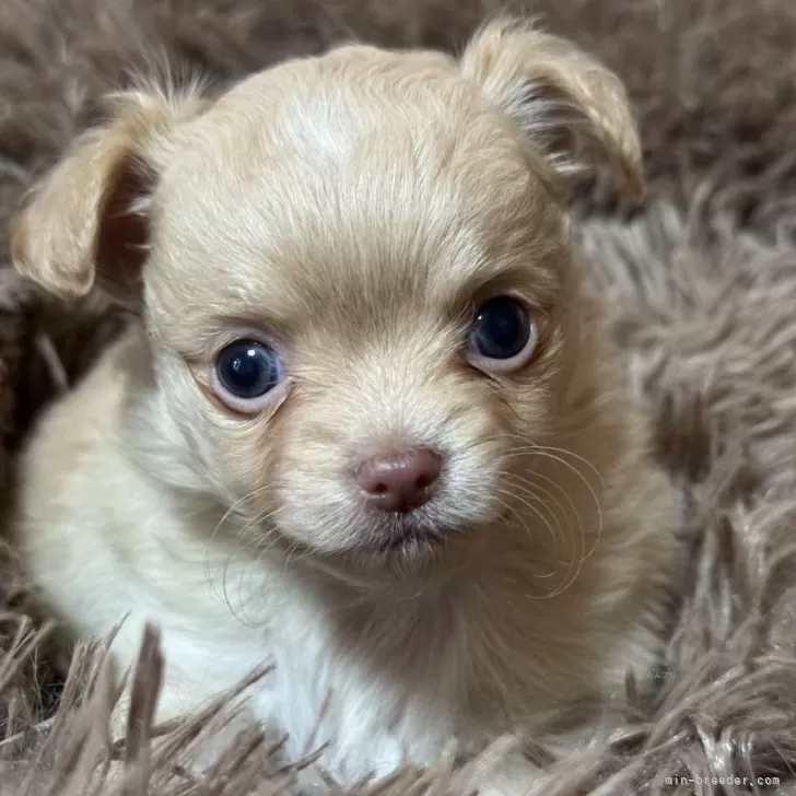 ID:2403-05480の子犬
