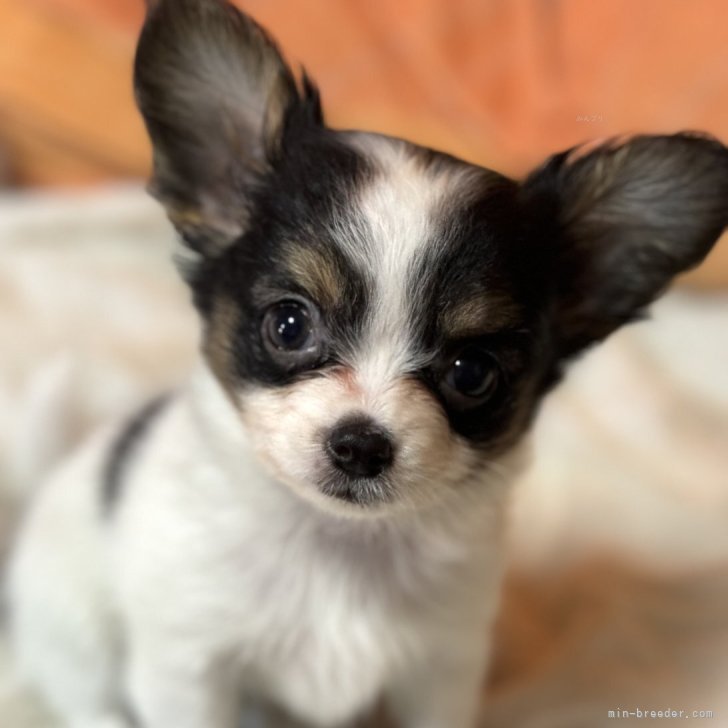☆次郎らも様専用☆羊毛フェルト【チワワ×パピヨン】MIX犬
