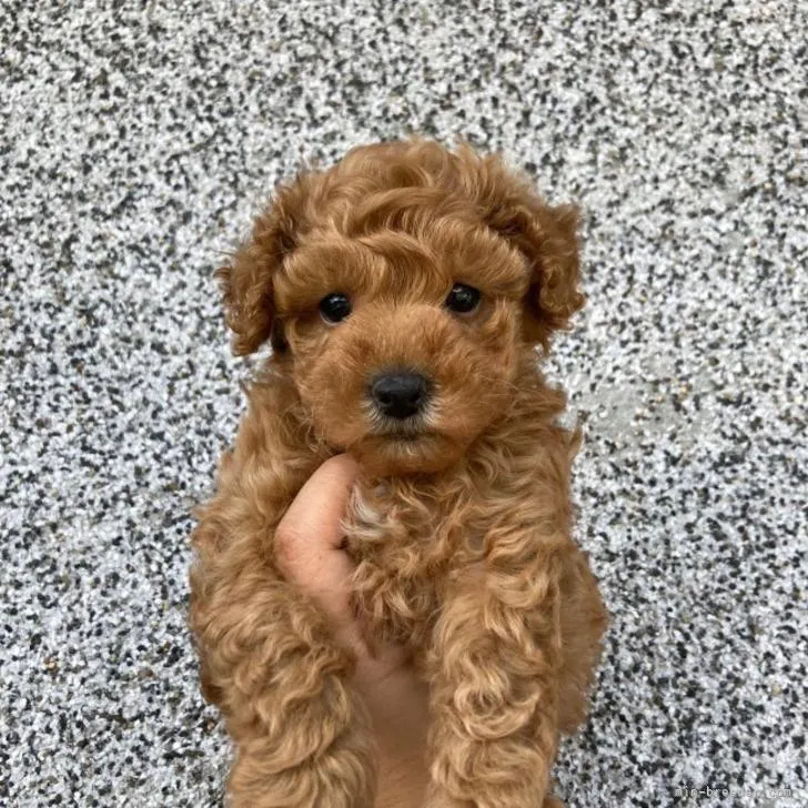 しろ 様のお迎えした子犬