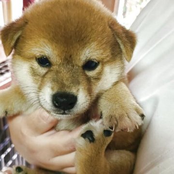 柴犬(標準サイズ)【茨城県・女の子・2025年8月24日・赤】の写真「真ん丸女の子
尻尾の先の白がチャームポイント」