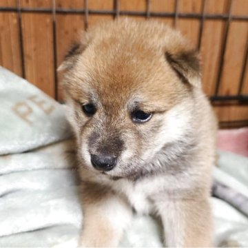 柴犬(標準サイズ)【茨城県・女の子・2025年8月24日・赤】の写真「真ん丸女の子
尻尾の先の白がチャームポイント」