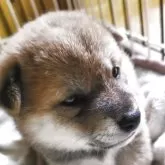 柴犬(標準サイズ)