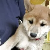 柴犬(標準サイズ)