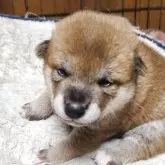 柴犬(標準サイズ)
