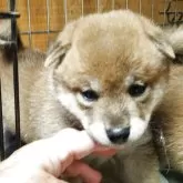 柴犬(標準サイズ)【茨城県・女の子・2025年8月24日・赤】の写真1「元気に成長中です可愛い〰️」