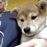 柴犬(標準サイズ)