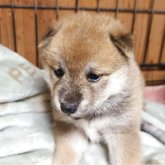 柴犬(標準サイズ)