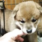 柴犬(標準サイズ)【茨城県・女の子・2025年8月24日・赤】の写真2