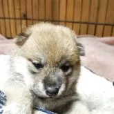 柴犬(標準サイズ)【茨城県・女の子・2025年8月24日・赤】の写真4
