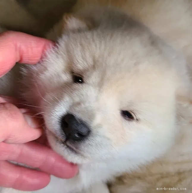 ID：2104-00719の子犬