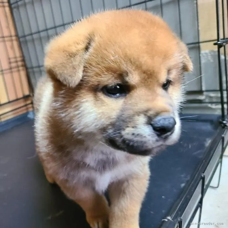 ID:2207-04940の子犬