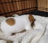 ジャックラッセルテリア【茨城県・女の子・2022年9月13日・ホワイト&タン】の写真5