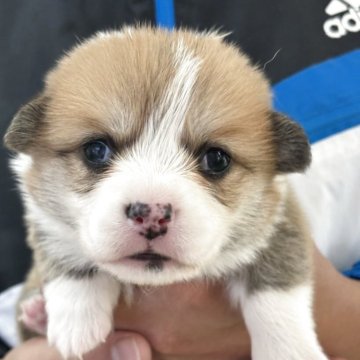 ウェルシュ・コーギー・ペンブローク【岩手県・女の子・2025年10月18日・レッド&ホワイト】の写真「きれいに模様が入っています」