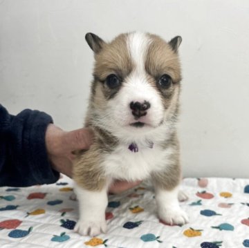 ウェルシュ・コーギー・ペンブローク【岩手県・女の子・2025年10月18日・レッド&ホワイト】の写真「きれいに模様が入っています」