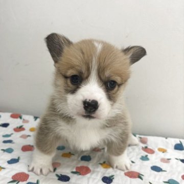 ウェルシュ・コーギー・ペンブローク【岩手県・男の子・2025年10月18日・レッド&ホワイト】の写真「きれいに模様が入っています」