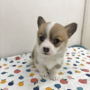 ウェルシュ・コーギー・ペンブローク【岩手県・女の子・2025年10月18日・レッド&ホワイト】の写真「きれいに模様が入っています」