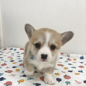 ウェルシュ・コーギー・ペンブローク【岩手県・女の子・2025年10月18日・レッド&ホワイト】の写真「きれいに模様が入っています」