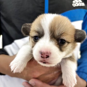 ウェルシュ・コーギー・ペンブローク【岩手県・女の子・2025年10月18日・レッド&ホワイト】の写真「きれいに模様が入っています」