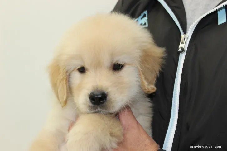 ID：1905-00987の子犬