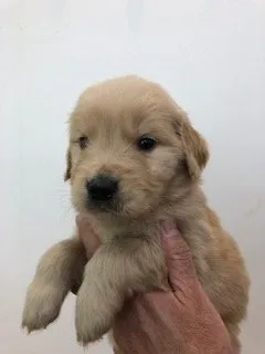 ID：1912-02112の子犬