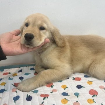 ゴールデンレトリバー【岩手県・女の子・2023年7月14日・ゴールデン】の写真「ご飯をモリモリ食べて元気です」