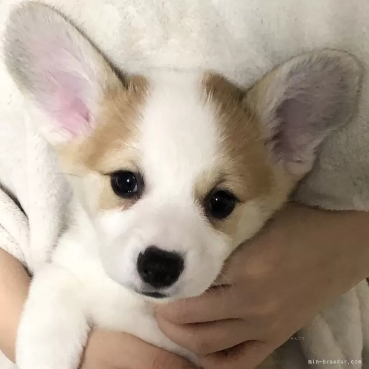 ID：2501-07970の子犬