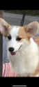 ウェルシュ・コーギー・ペンブローク【宮崎県・男の子・2024年12月18日・レッド&ホワイト】の写真4「お父さんです。」