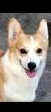 ウェルシュ・コーギー・ペンブローク【宮崎県・男の子・2024年12月18日・レッド&ホワイト】の写真5「お母さんです。」