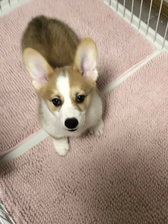 ID:2112-03235の子犬