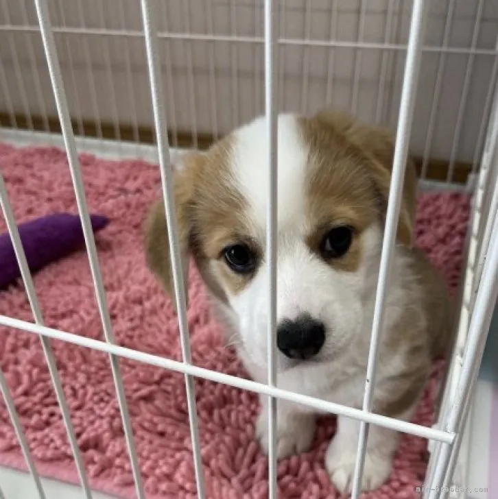 ID:2305-01496の子犬