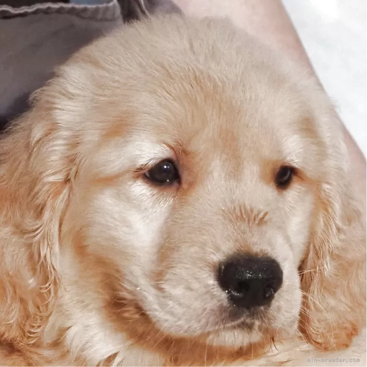 ID：2506-06130の子犬