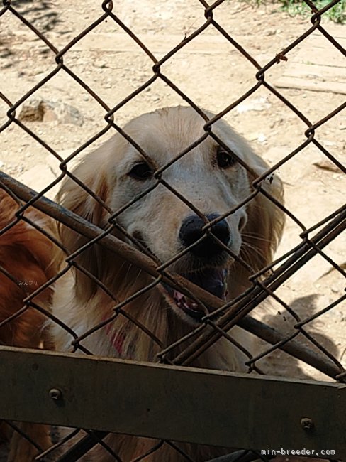 ゴールデンレトリバー【・女の子・2020年9月1日・ゴールデン】