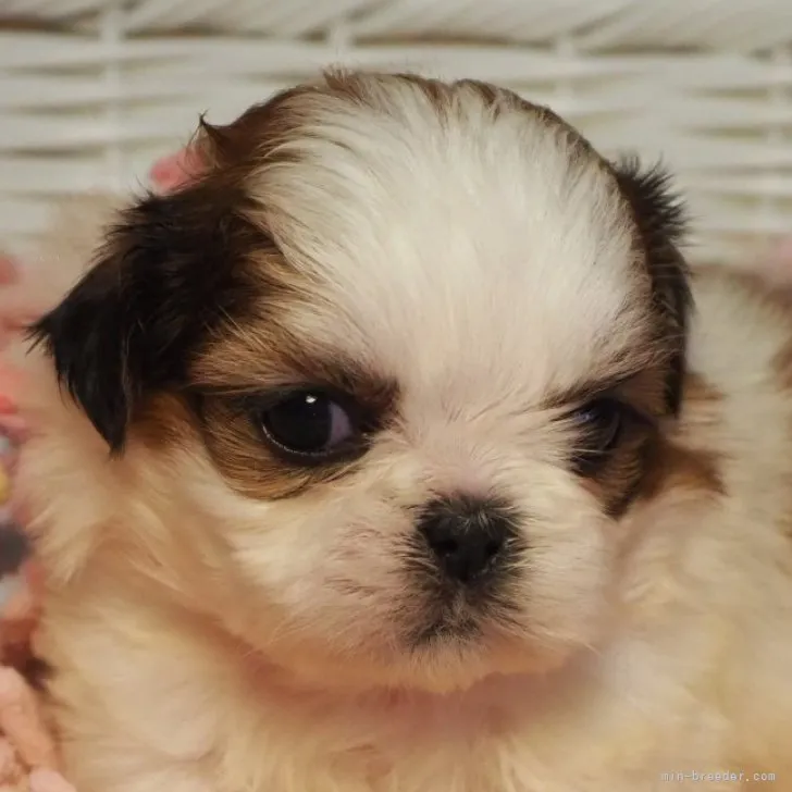 ID：2311-02231の子犬