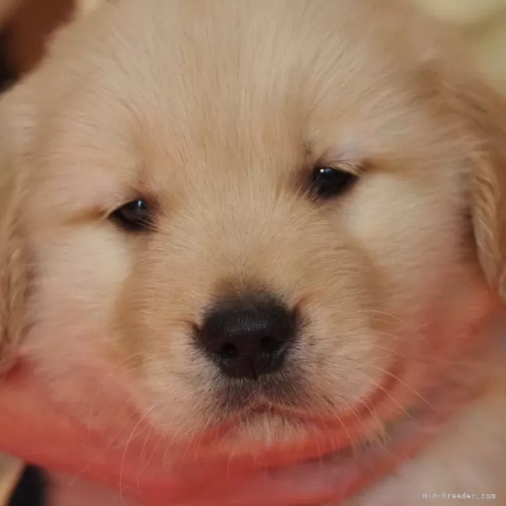 ID:2312-01826の子犬