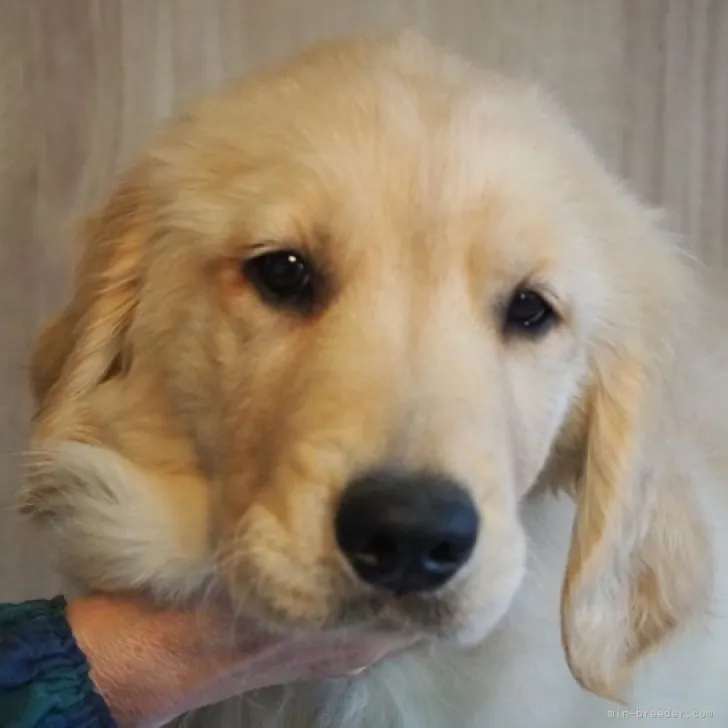 ID：2304-02744の子犬