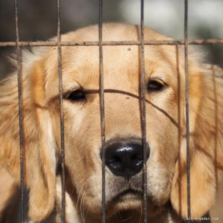 ID：2212-00569の子犬
