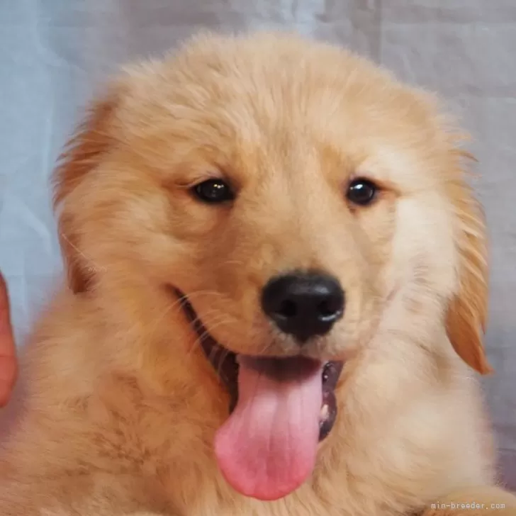 ID:2403-02152の子犬