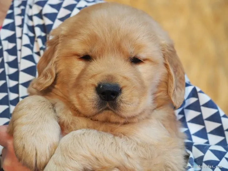 ID:2102-02522の子犬