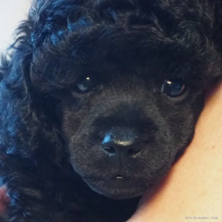 ID:2307-06678の子犬