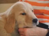 ゴールデンレトリバー【山梨県・男の子・2023年4月7日・ゴールデン (ゴールド)】の写真4「まだまだ甘えています。」