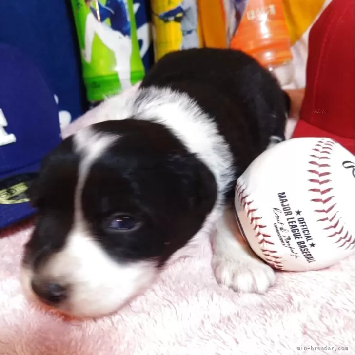 ボーダーコリー【長野県・女の子・2025年11月22日・ブラックアンドホワイト】の写真1「ブラックアンドホワイトの長女です。元気旺盛ですよ。デコピンくんには負けないゾ(笑)」