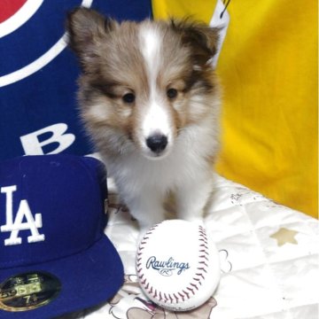 シェットランドシープドッグ【長野県・女の子・2025年6月28日・セーブルアンドホワイト】の写真「小さめの次女です。カワイイです。」