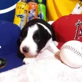 ボーダーコリー