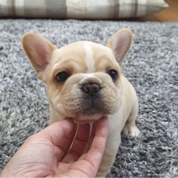 ID:2508-03610の子犬