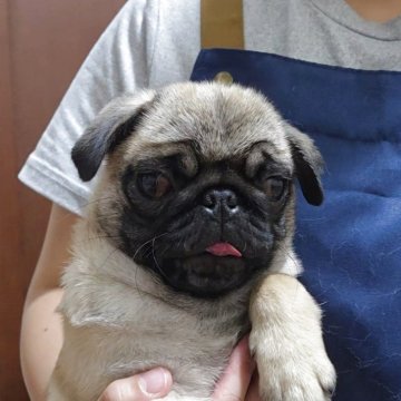 パグ【埼玉県・女の子・2025年8月2日・フォーン】の写真「優良血統！モチモチむちむちガール🎵」